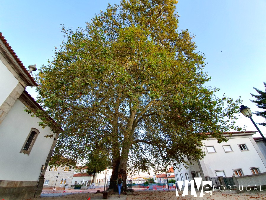 Plátano de Alijó