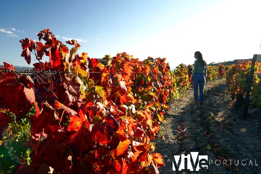 Viñedos del Alto Douro Vinhateiro
